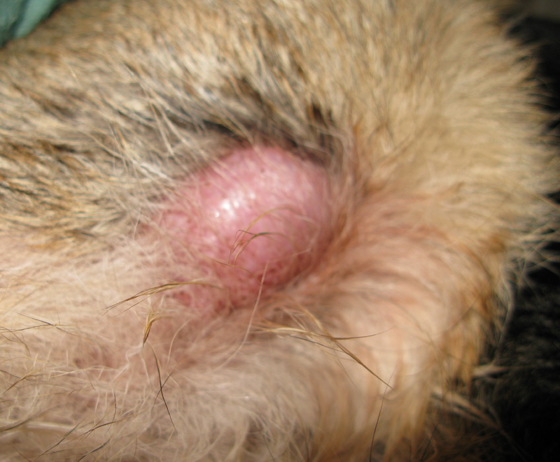 can i put neosporin on my dogs stitches