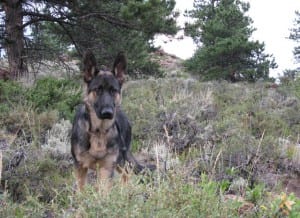 Tripod Dog Wyatt Hears Thunder in Colorado