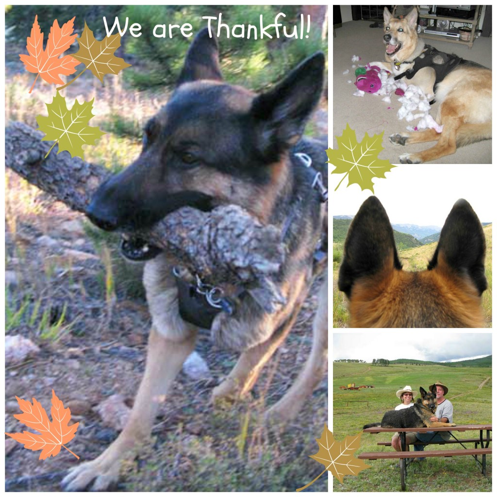 Thankful Tripawd Dogs