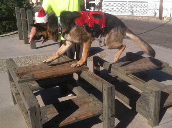 tripawd workout with wyatt