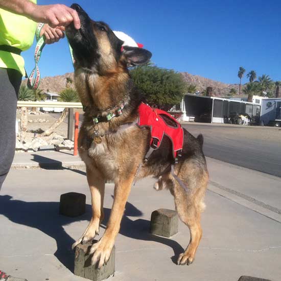 tripawd workout with wyatt