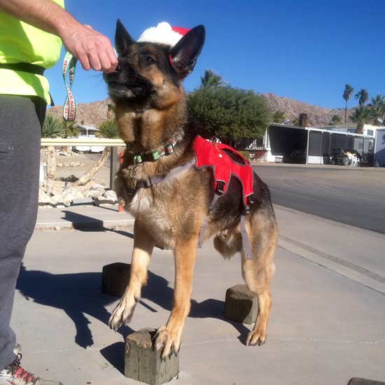 tripawd workout with wyatt