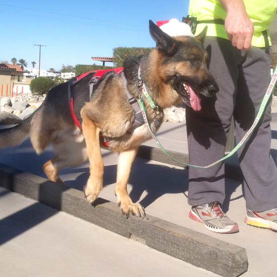 tripawd workout with wyatt