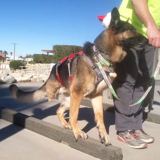 tripawd workout with wyatt