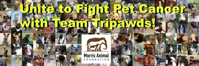 Team Tripawds fight canine cancer