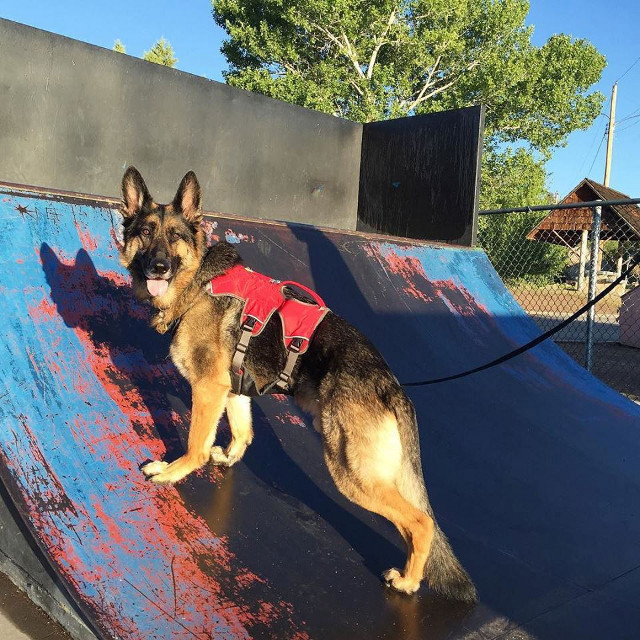 German Shepherd Skater Dog