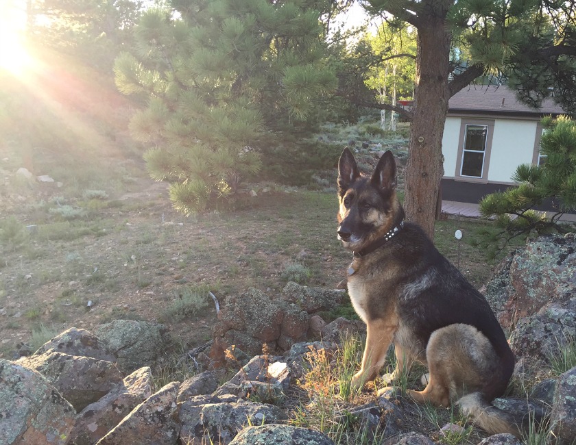 Colorado Tripawd Wyatt