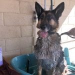 dog wash for Tripawd Wyatt