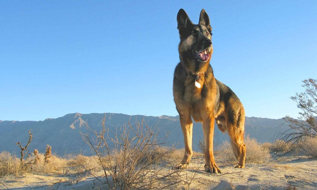 Wyatt Borrego Springs