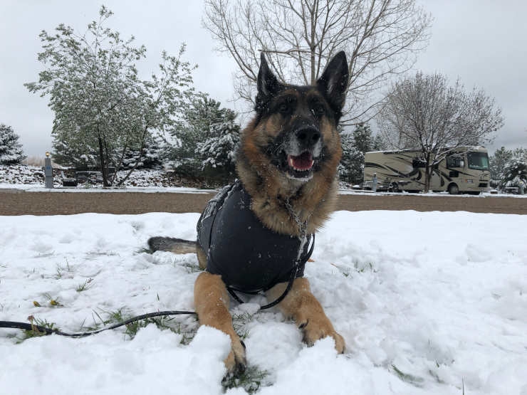 Snow Dawg, Happy Tripawd Dog