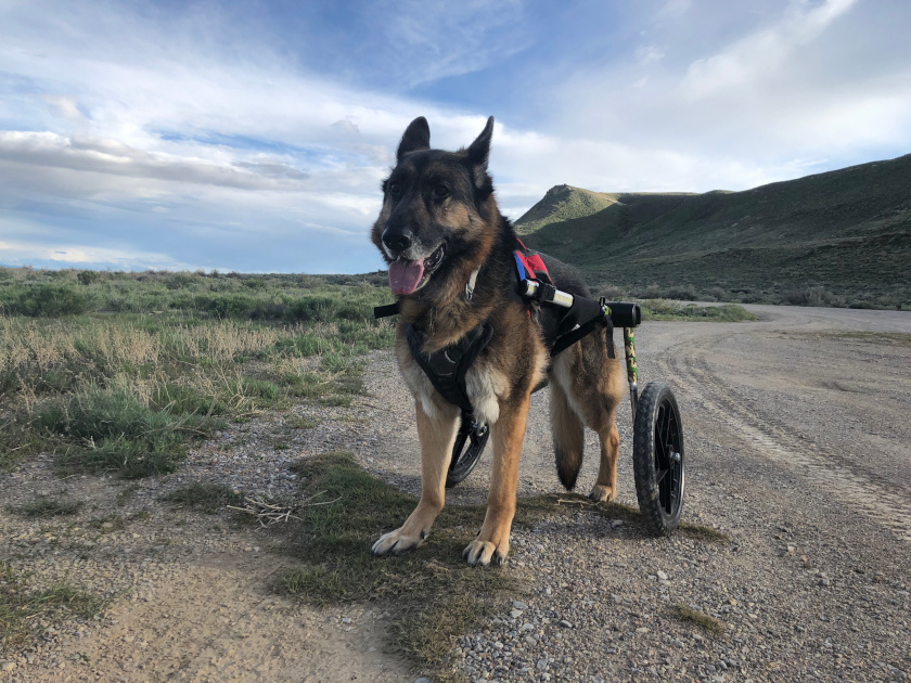 Tripawd Wheelchair Walk