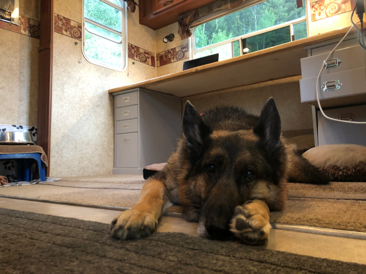 Tripawd Working Dog Asks, “Dude, Where’s My Couch?”