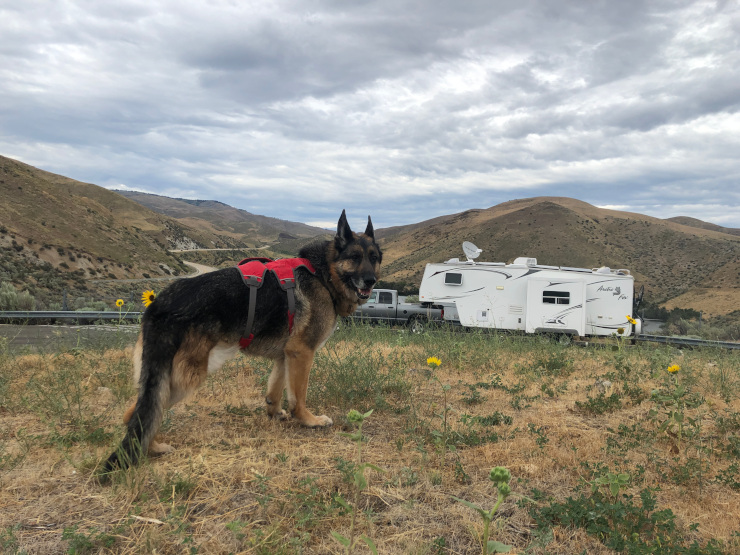 dangers of RVing with dogs