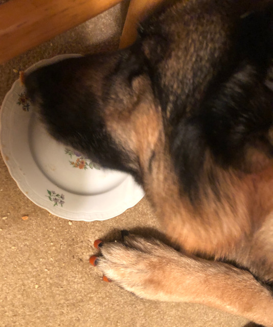 dog eating pumpkin pie