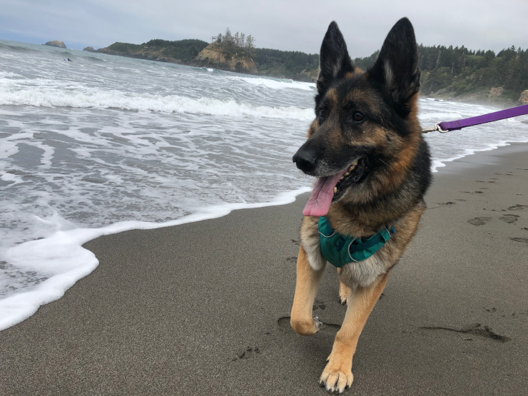 three-legged German Shepherd